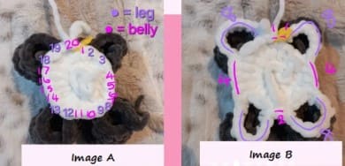 sheep- belly